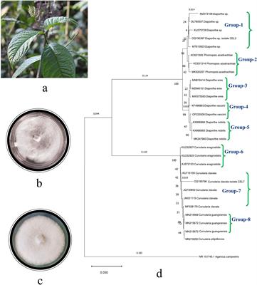 Antifungal activity of volatile and non-volatile metabolites of endophytes of Chloranthus elatior Sw.